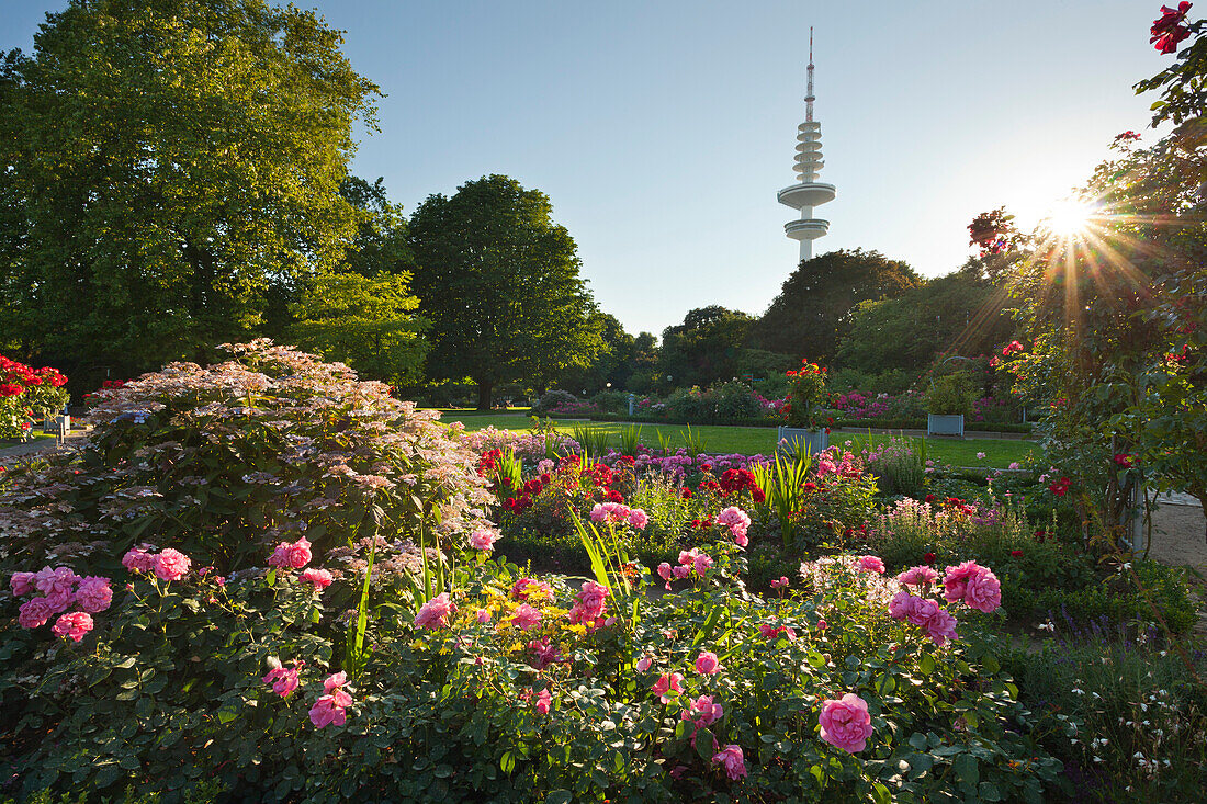 Rosengarten, Fernsehturm im Hintergrund, Planten un Blomen, Hamburg, Deutschland