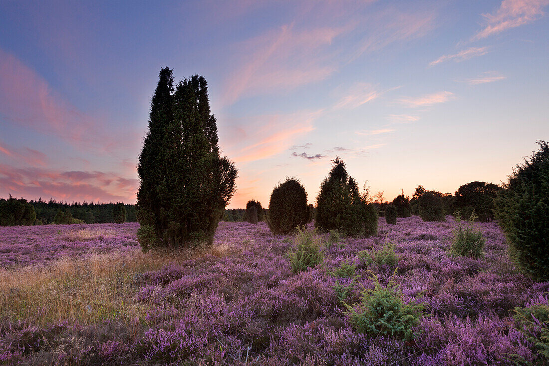 Sunset in the Lueneburger Heide, Lower Saxony, Germany