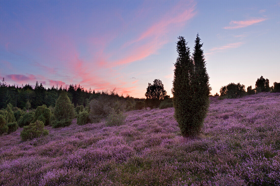 Sunset in the Lueneburger Heide, Lower Saxony, Germany