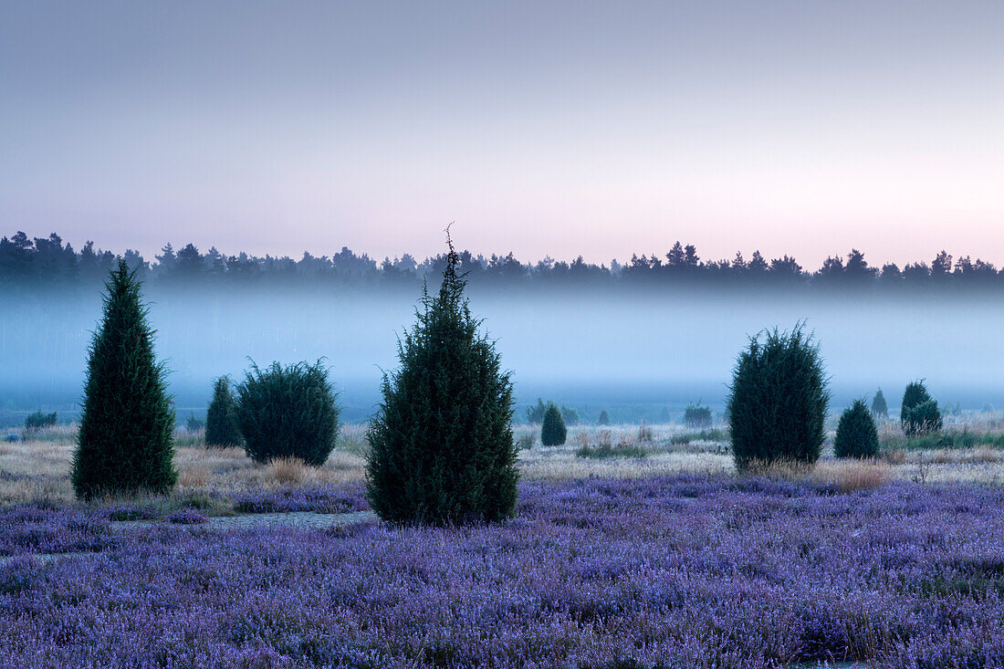 Early morning fog, Lueneburger Heide, Lower Saxony, Germany