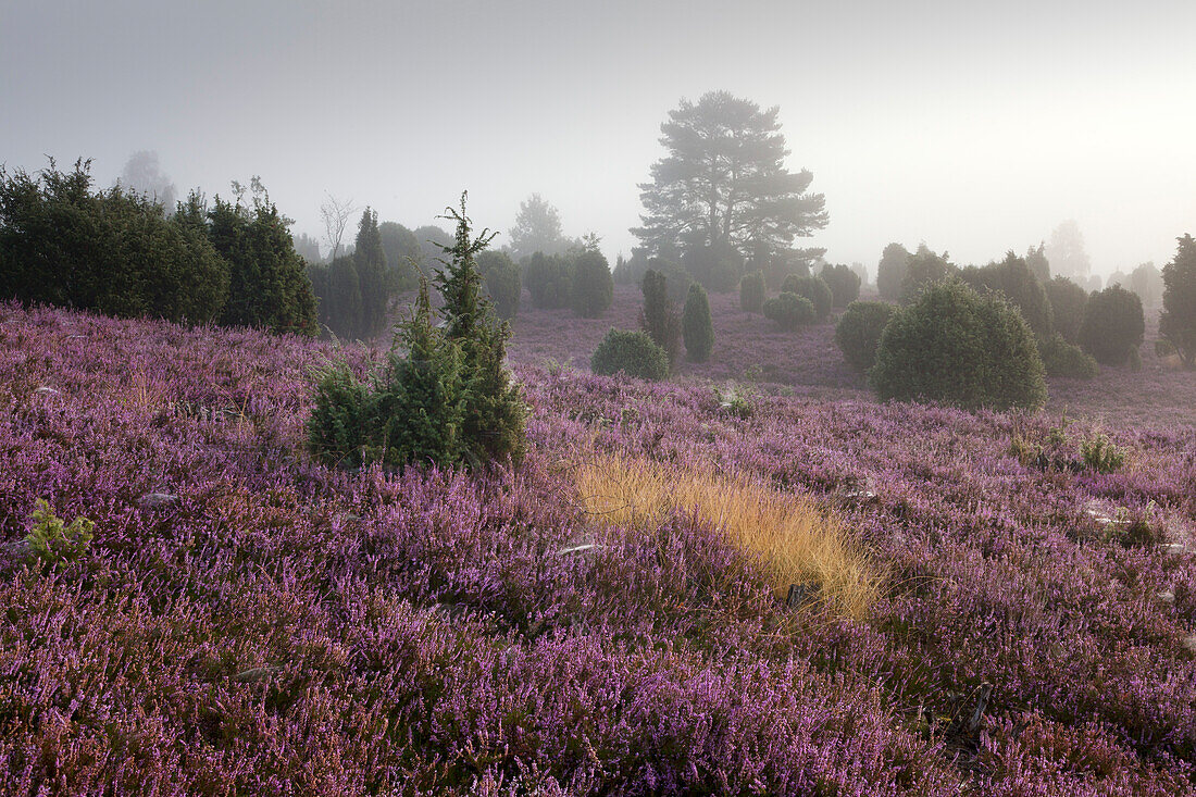 Early morning fog, Lueneburger Heide, Lower Saxony, Germany