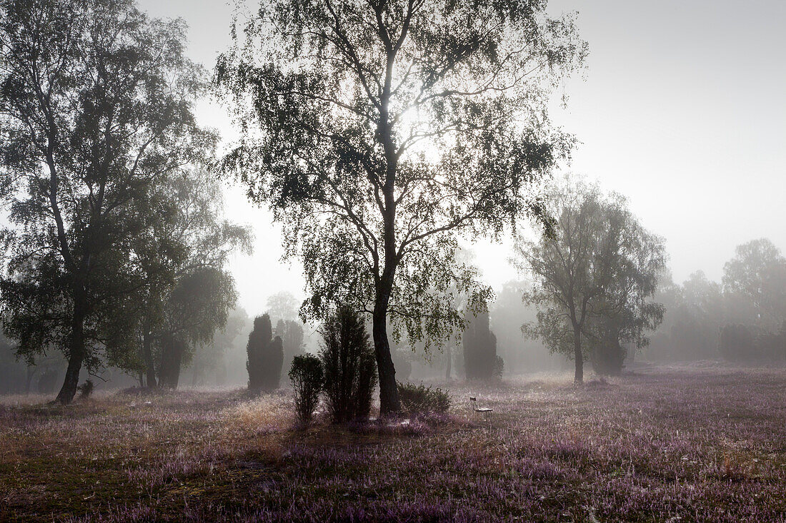 Frühnebel, Lüneburger Heide, Niedersachsen, Deutschland