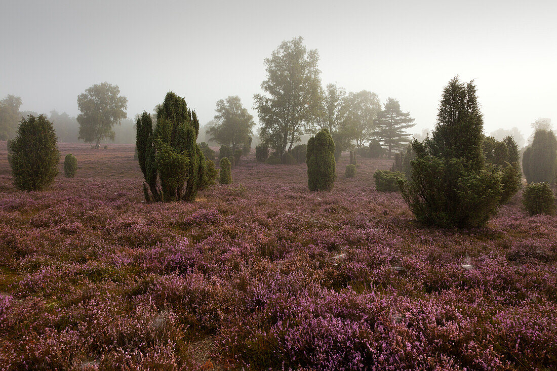 Early morning fog, Lueneburger Heide, Lower Saxony, Germany