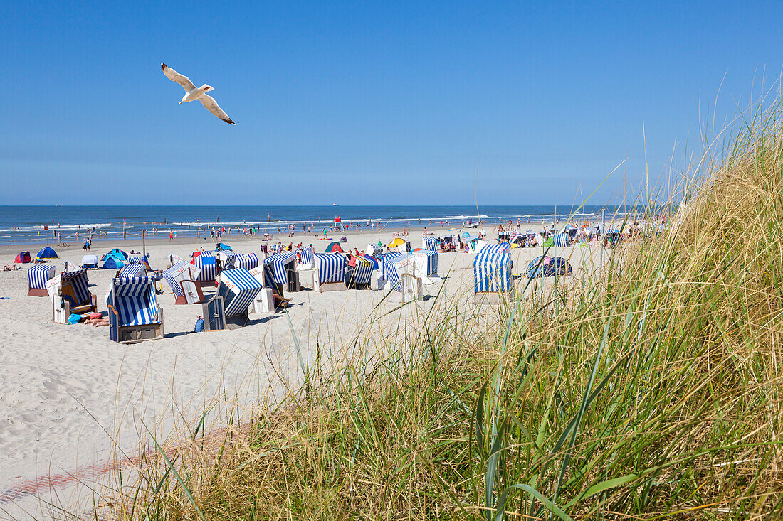 Beach chairs on Weststrand beach, Norderney, Ostfriesland, Lower Saxony, Germany