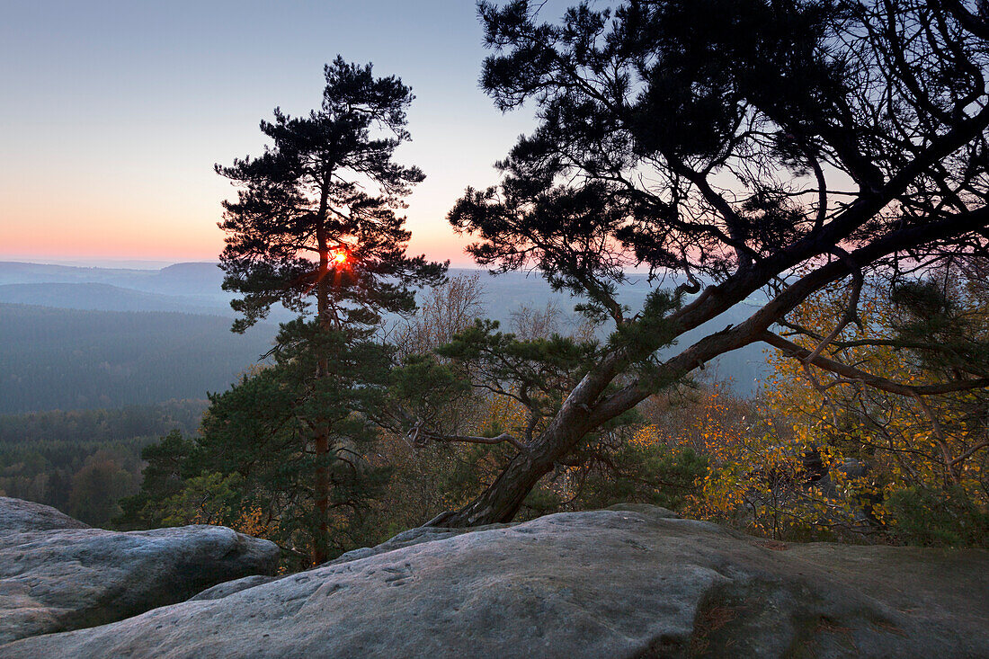 Pine trees at Pfaffenstein Rock, National Park Saxon Switzerland, Elbe Sandstone Mountains, Saxony, Germany