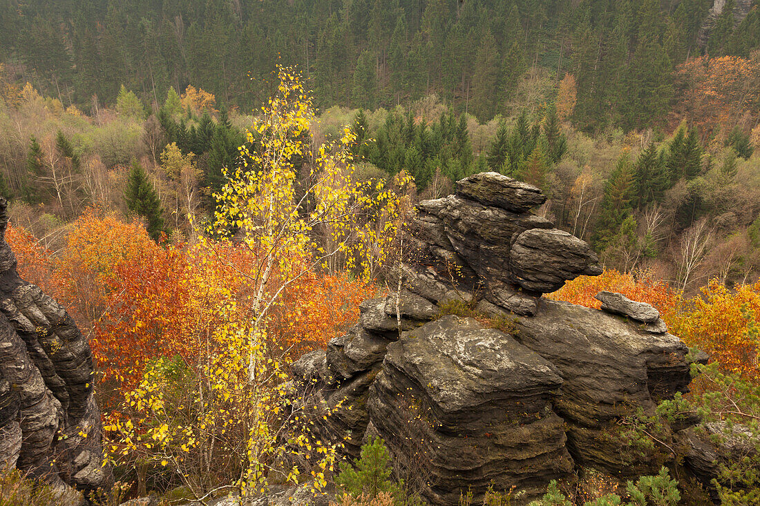 Felsen im Bielatal, Nationalpark Sächsische Schweiz, Elbsandsteingebirge, Sachsen, Deutschland