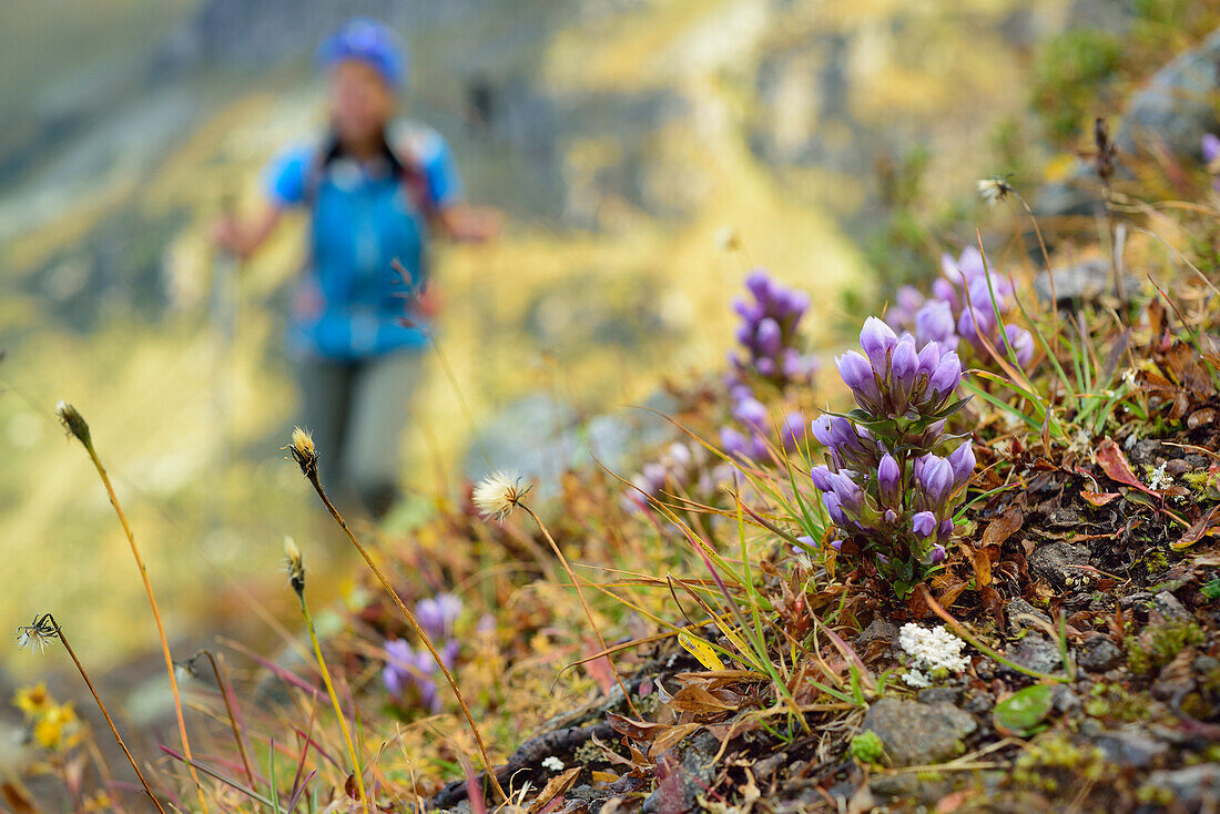 Frau beim Wandern mit Blumen im Vordergrund, Trans-Lagorai, Lagorai-Höhenweg, Lagorai, Dolomiten, UNESCO Welterbe Dolomiten, Trentino, Italien