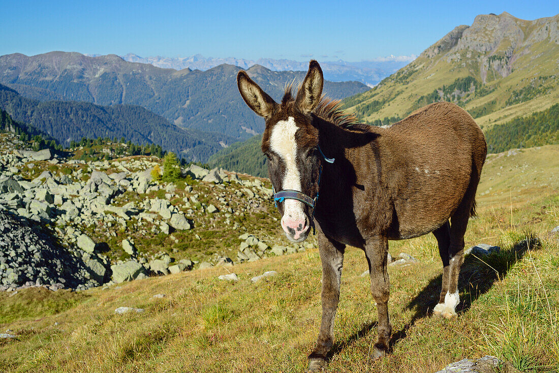 Esel an der Forcella di Valsorda, Trans-Lagorai, Lagorai-Höhenweg, Lagorai, Dolomiten, UNESCO Welterbe Dolomiten, Trentino, Italien