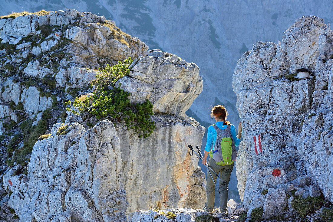 Woman hiking, Nurracher Hoehenweg, Ulrichshorn, Loferer Steinberge range, Tyrol, Austria