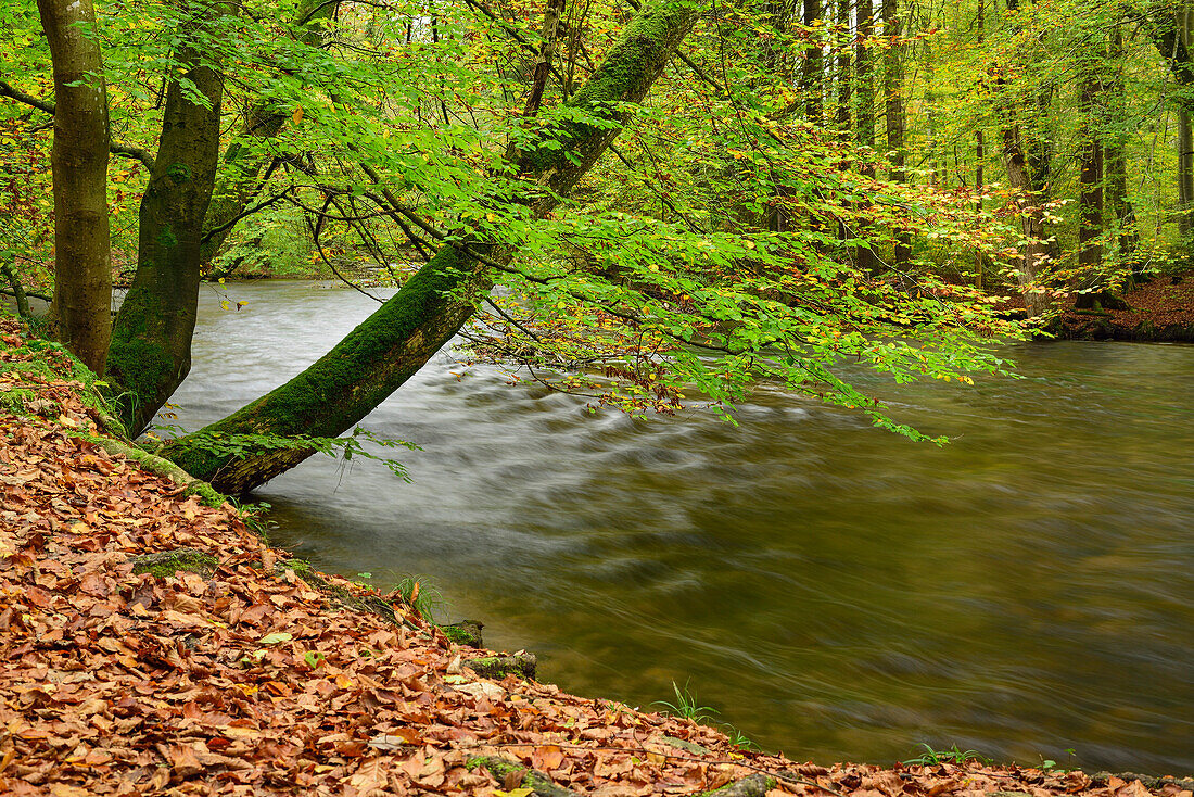 Stream flowing through beech trees in autumn colours, Wuerm valley, Upper Bavaria, Bavaria, Germany