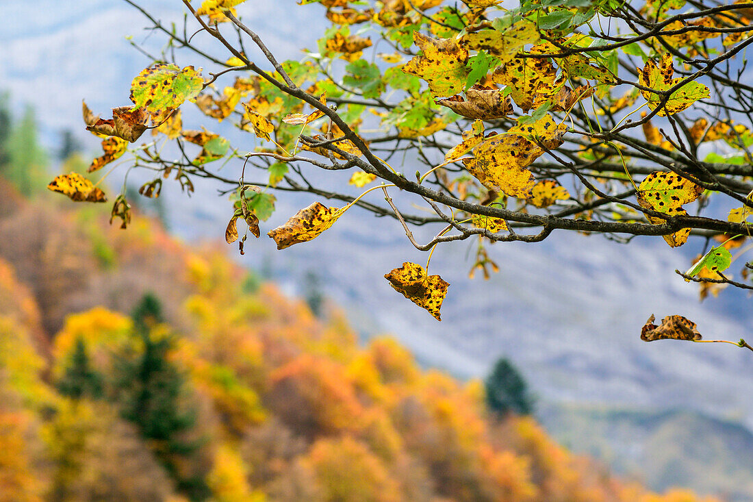 Leaves in autumn colours, Karwendel range, Tyrol, Austria