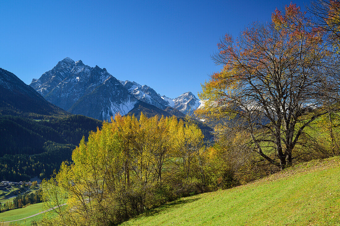 Trees in autumn colours beneath Piz Pisoc, Lower Engadin, Engadin, Grisons, Switzerland