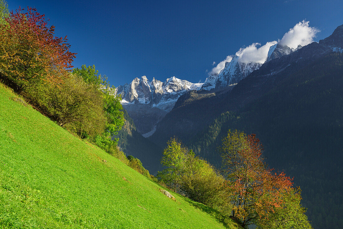 Trees in autumn colours on alpine meadow beneath Bondasca group and Piz Badile, Bergell, Grisons, Switzerland