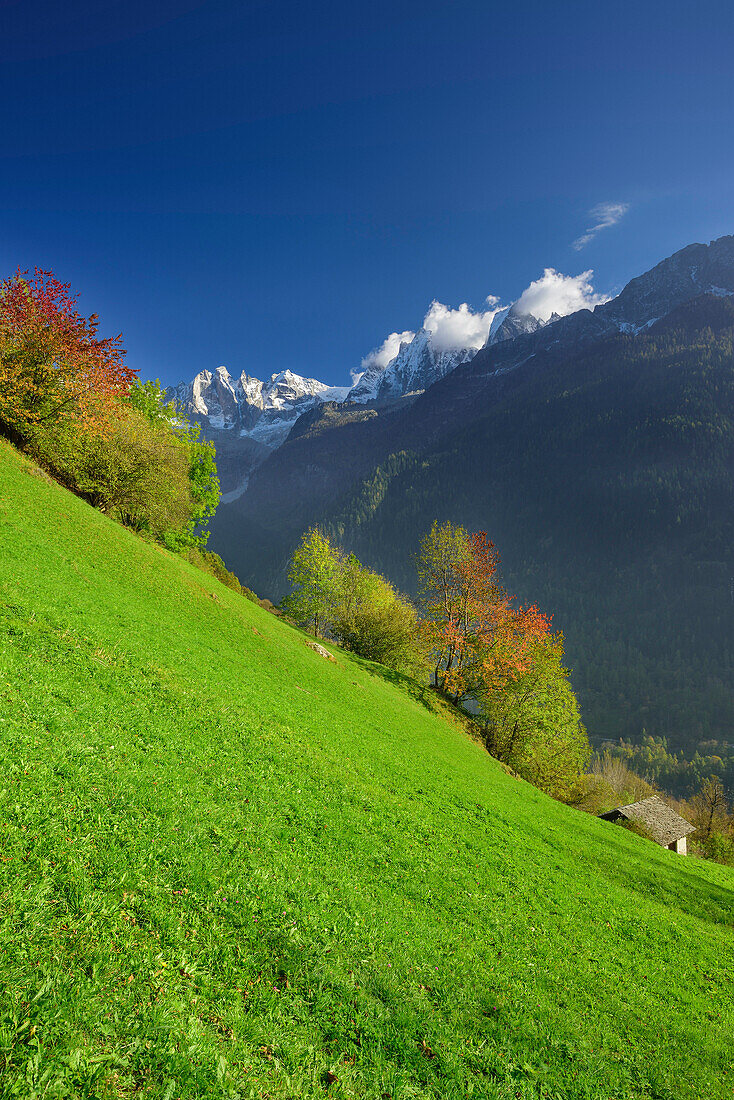 Trees in autumn colours on alpine meadow beneath Bondasca group and Piz Badile, Bergell, Grisons, Switzerland
