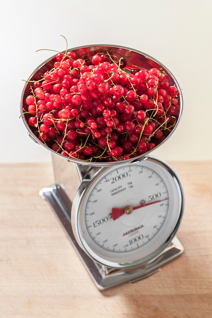 Johannisbeeren auf einer Küchenwaage, Vorbereitung zum Marmelade kochen, Hamburg, Deutschland