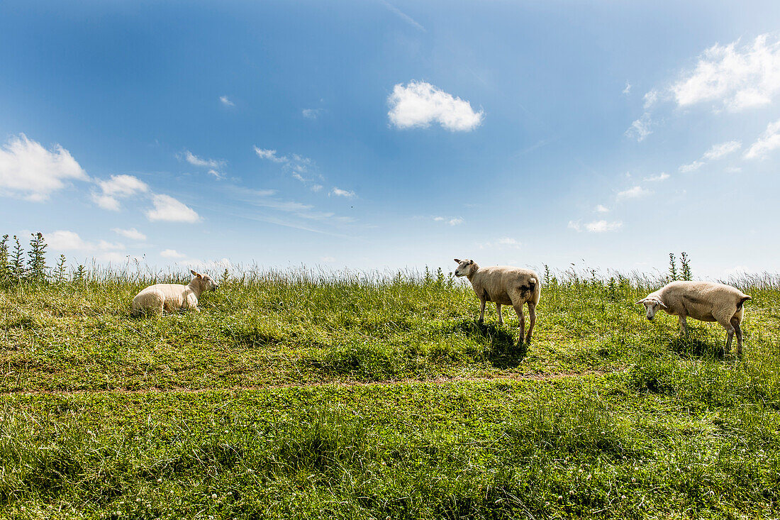 Schafe auf einem Deich, Sylt, Schleswig-Holstein, Deutschland