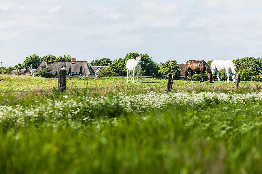 Pferde auf einer Koppel, Wenningstedt-Braderup, Sylt, Schleswig-Holstein, Deutschland