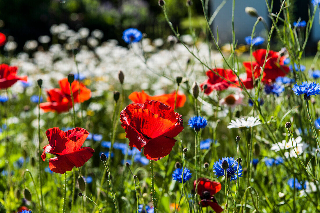 Blühende Wiese mit Mohn, Sylt, Schleswig-Holstein, Deutschland