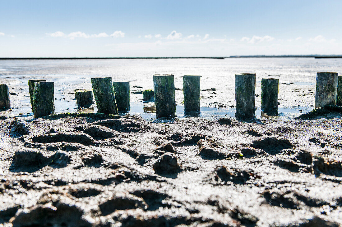 Stakes in the Wadden Sea, Keitum, Sylt, Schleswig-Holstein, Germany