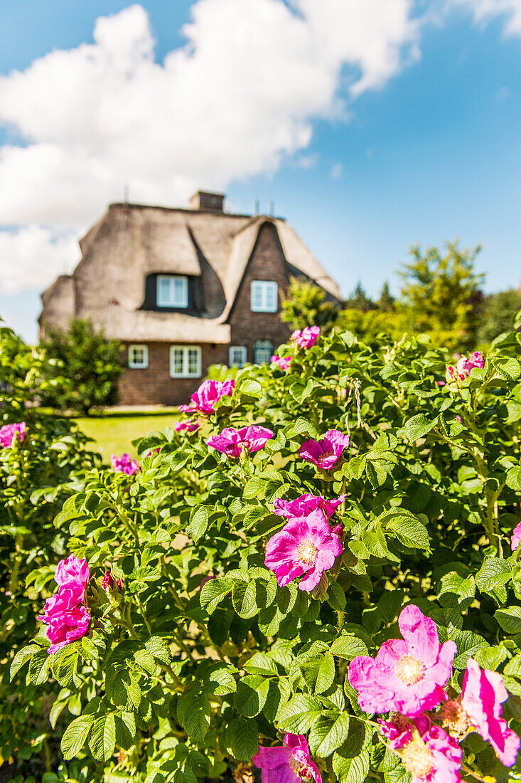 Blühende Heckenrosen, Keitum, Sylt, Schleswig-Holstein, Deutschland