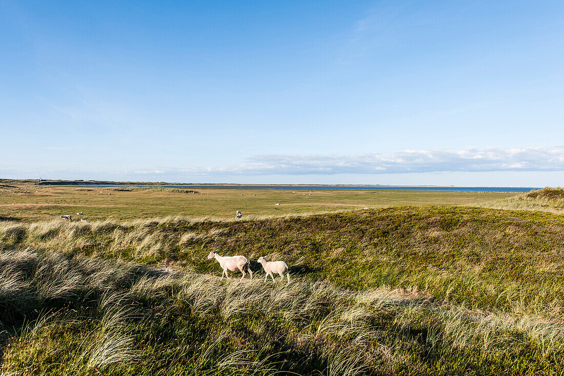 Sheep between marram grass, Ellenbogen, Sylt, Schleswig-Holstein, Germany