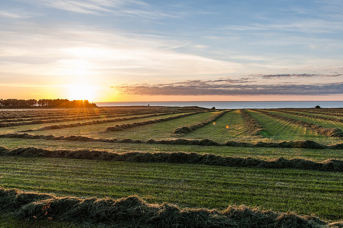 Sonnenaufgang über dem Wattenmeer, Braderuper Heide, Sylt, Schleswig-Holstein, Deutschland