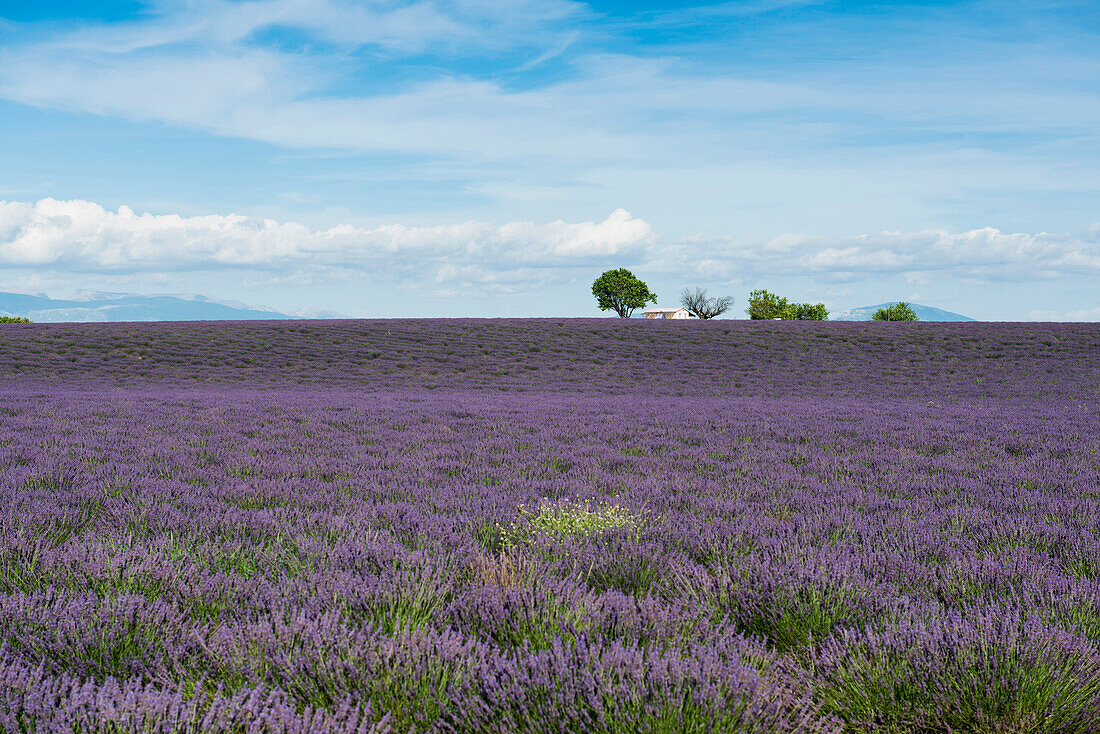 lavender field, near Valensole, Plateau de Valensole, Alpes-de-Haute-Provence department, Provence, France