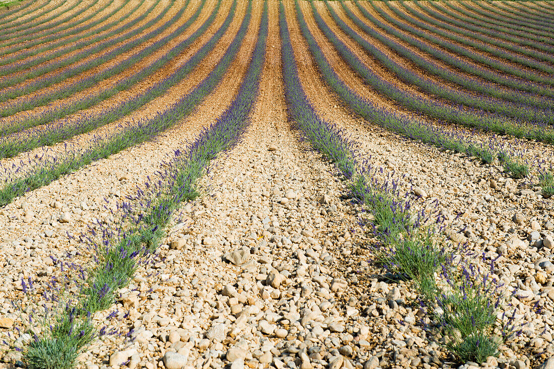 lavender field, near Valensole, Plateau de Valensole, Alpes-de-Haute-Provence department, Provence, France