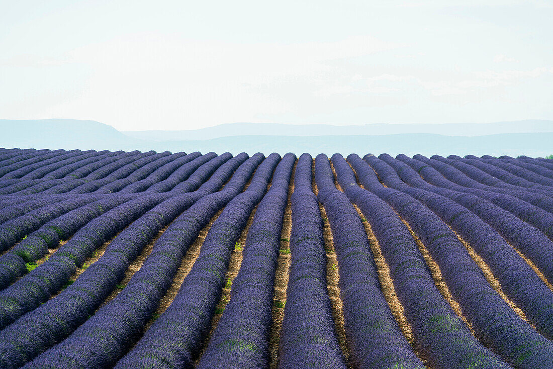 lavender field, near Valensole, Plateau de Valensole, Alpes-de-Haute-Provence department, Provence, France