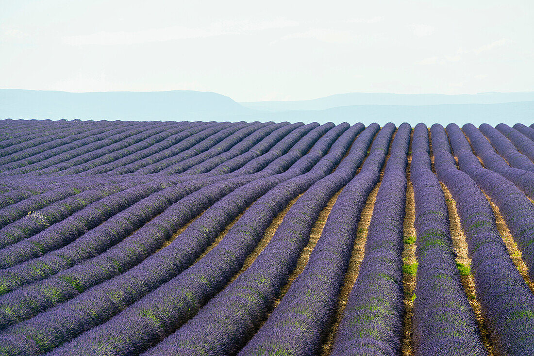 lavender field, near Valensole, Plateau de Valensole, Alpes-de-Haute-Provence department, Provence, France