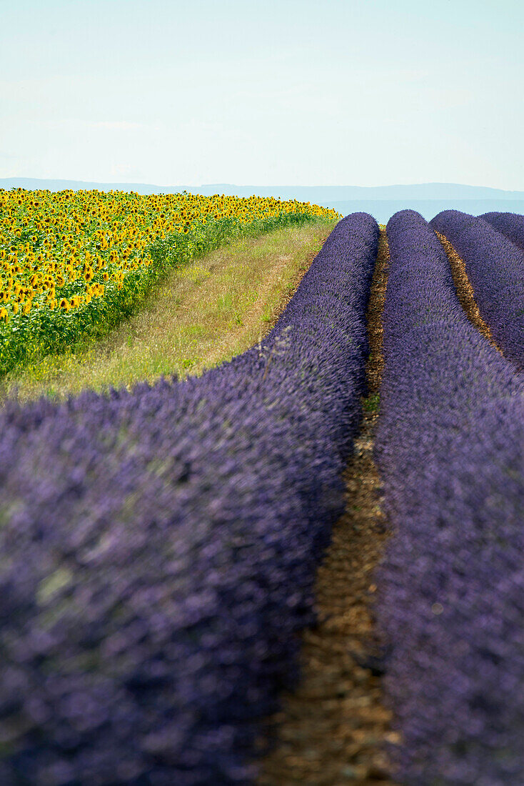 lavender field and sunflowers, near Valensole, Plateau de Valensole, Alpes-de-Haute-Provence department, Provence, France