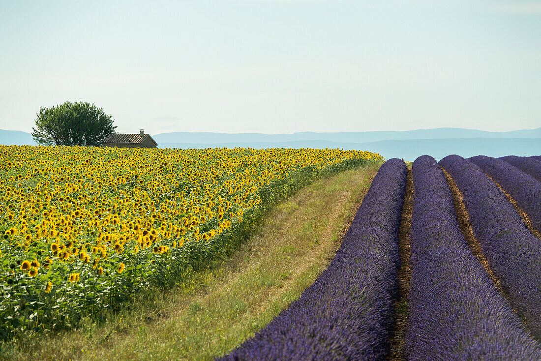 Lavendelfeld und Sonnenblumen, bei Valensole, Plateau de Valensole, Alpes-de-Haute-Provence, Provence, Frankreich