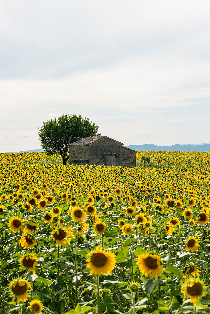 Sonnenblumenfeld, bei Valensole, Plateau de Valensole, Alpes-de-Haute-Provence, Provence, Frankreich