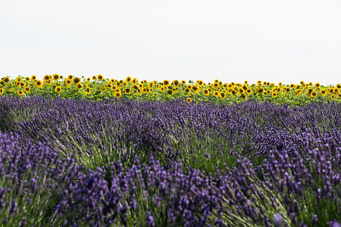 Lavendelfeld und Sonnenblumen, bei Valensole, Plateau de Valensole, Alpes-de-Haute-Provence, Provence, Frankreich