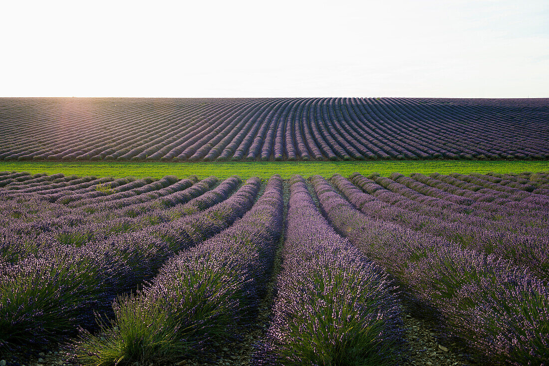 lavender field, near Valensole, Plateau de Valensole, Alpes-de-Haute-Provence department, Provence, France