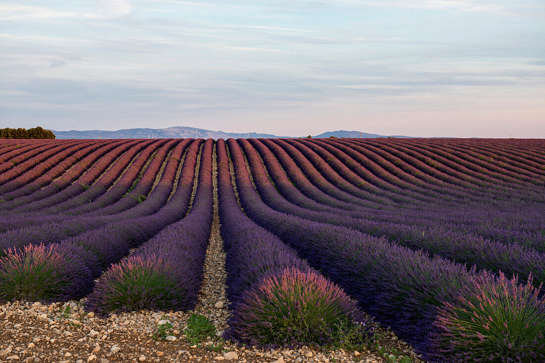 Lavendelfeld, bei Valensole, Plateau de Valensole, Alpes-de-Haute-Provence, Provence, Frankreich