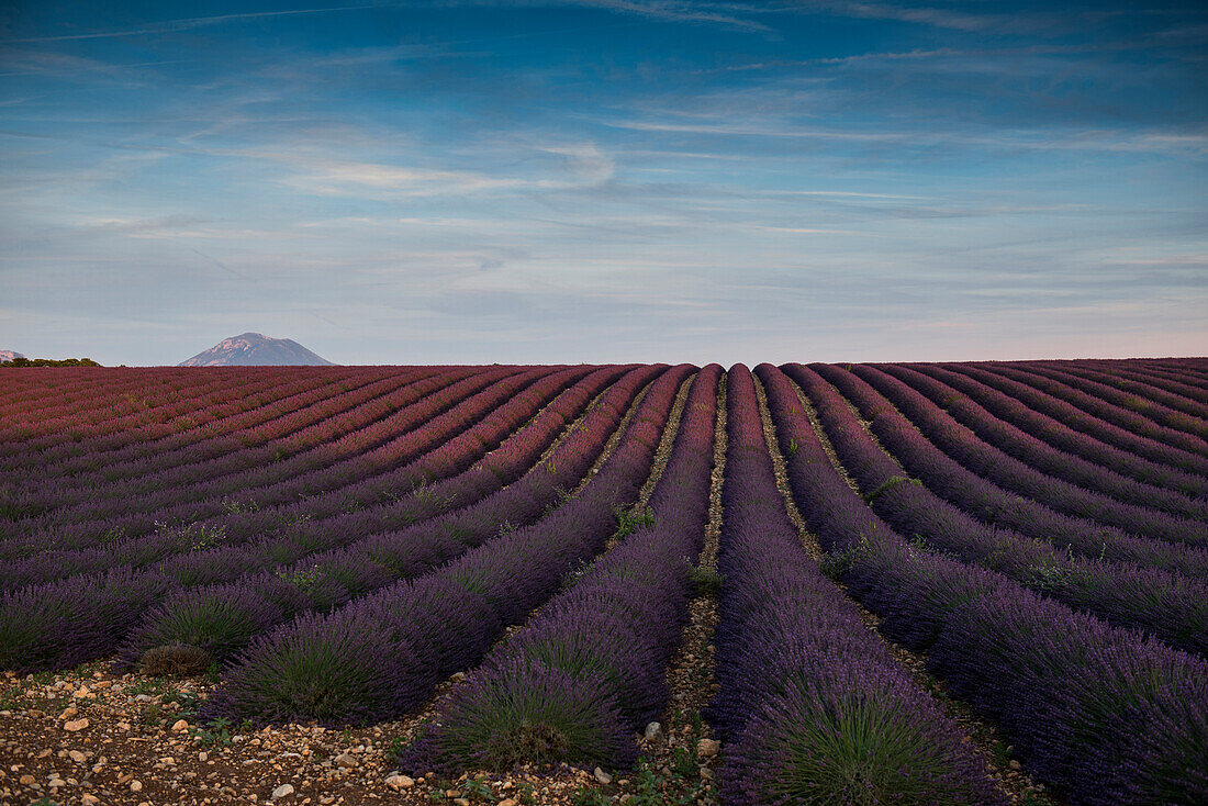 lavender field, near Valensole, Plateau de Valensole, Alpes-de-Haute-Provence department, Provence, France