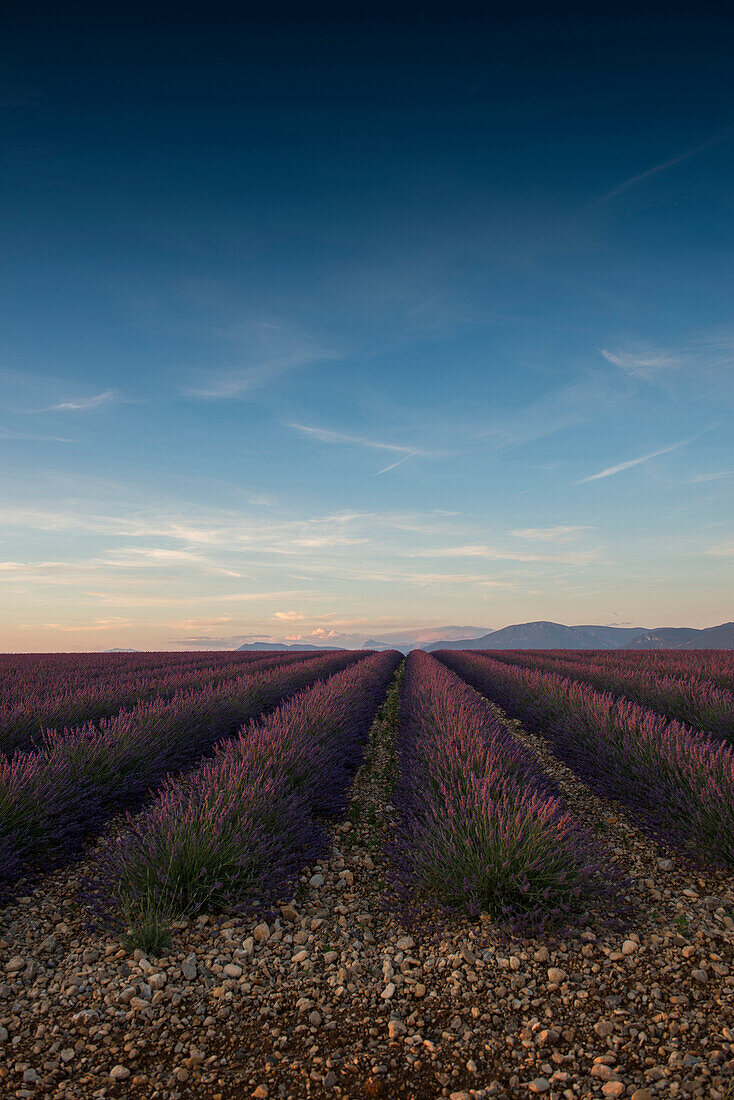 Lavendelfeld, bei Valensole, Plateau de Valensole, Alpes-de-Haute-Provence, Provence, Frankreich