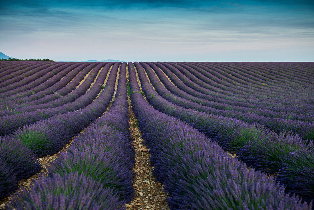 Lavendelfeld, bei Valensole, Plateau de Valensole, Alpes-de-Haute-Provence, Provence, Frankreich