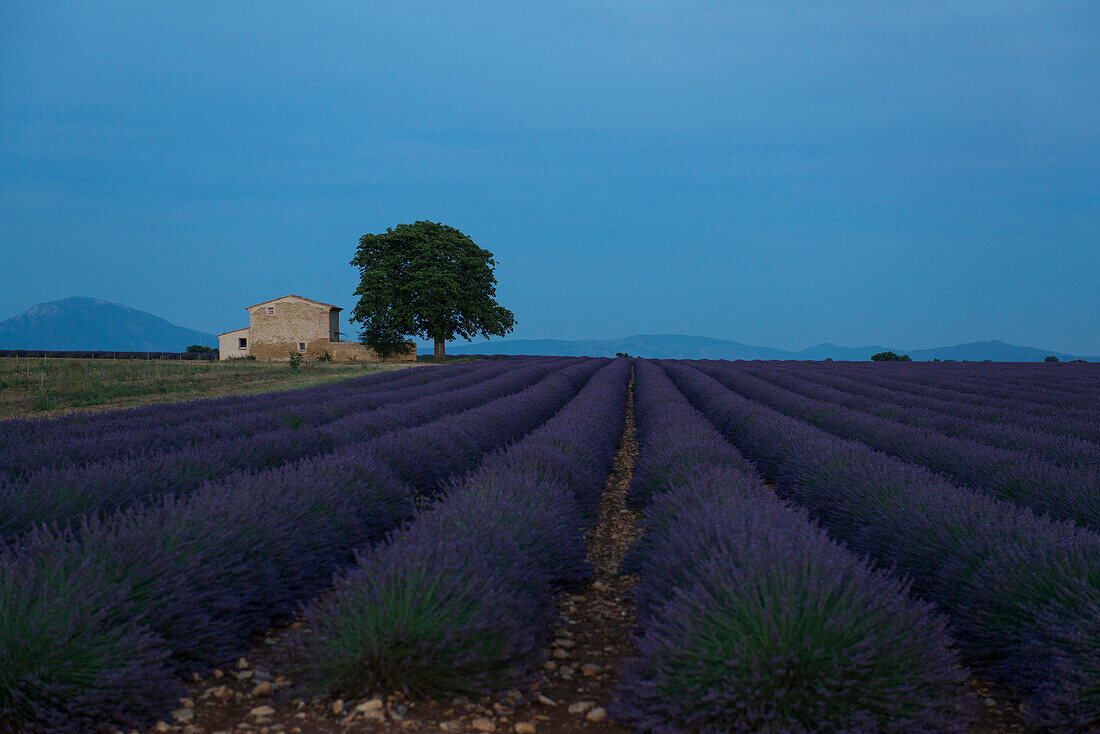 lavender field, near Valensole, Plateau de Valensole, Alpes-de-Haute-Provence department, Provence, France