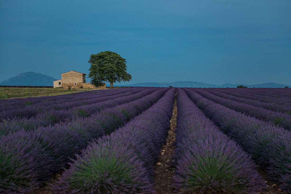 lavender field, near Valensole, Plateau de Valensole, Alpes-de-Haute-Provence department, Provence, France