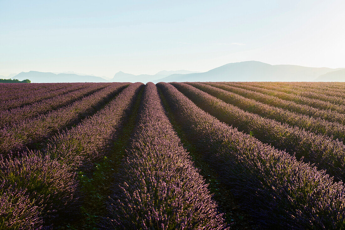 lavender field, near Valensole, Plateau de Valensole, Alpes-de-Haute-Provence department, Provence, France