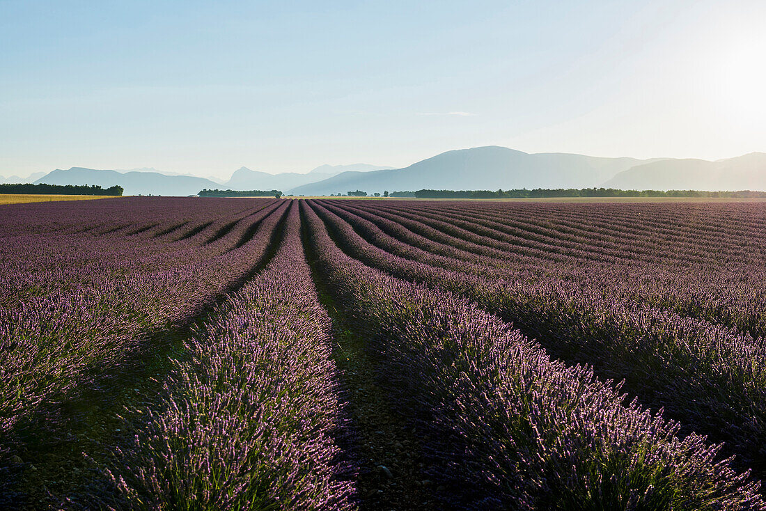 lavender field, near Valensole, Plateau de Valensole, Alpes-de-Haute-Provence department, Provence, France