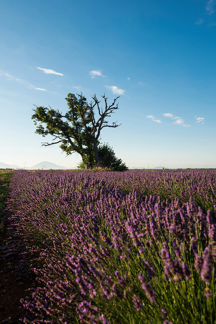 lavender field, near Valensole, Plateau de Valensole, Alpes-de-Haute-Provence department, Provence, France