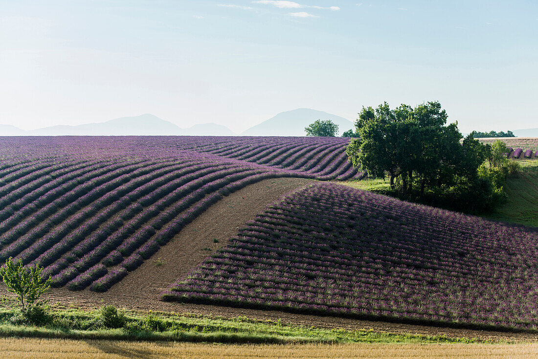 lavender field, near Valensole, Plateau de Valensole, Alpes-de-Haute-Provence department, Provence, France