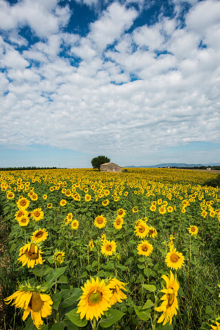 Sunflower field near Valensole, Plateau de Valensole, Alpes-de-Haute-Provence department, Provence, France