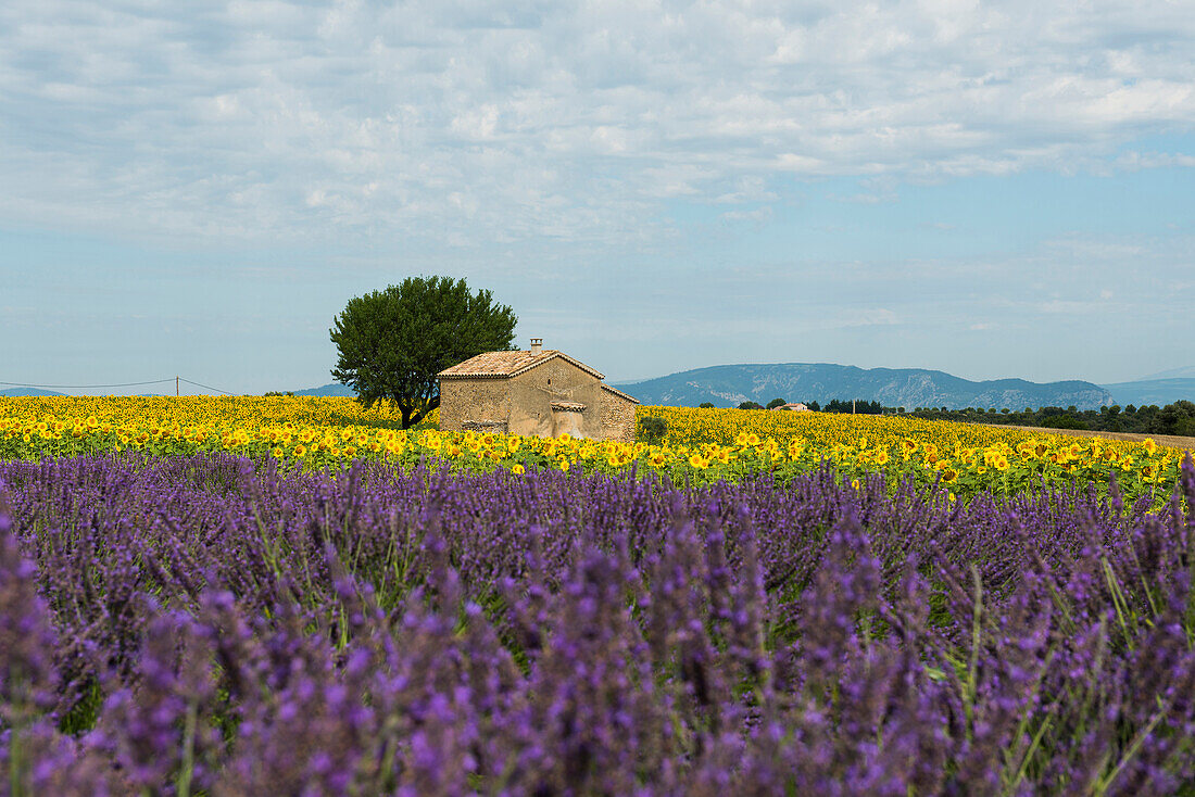 lavender field and sunflowers, near Valensole, Plateau de Valensole, Alpes-de-Haute-Provence department, Provence, France