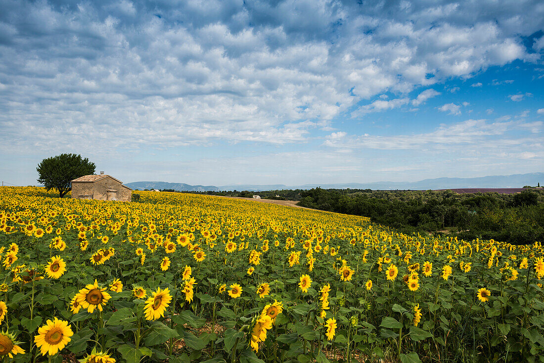 Sunflower field near Valensole, Plateau de Valensole, Alpes-de-Haute-Provence department, Provence, France