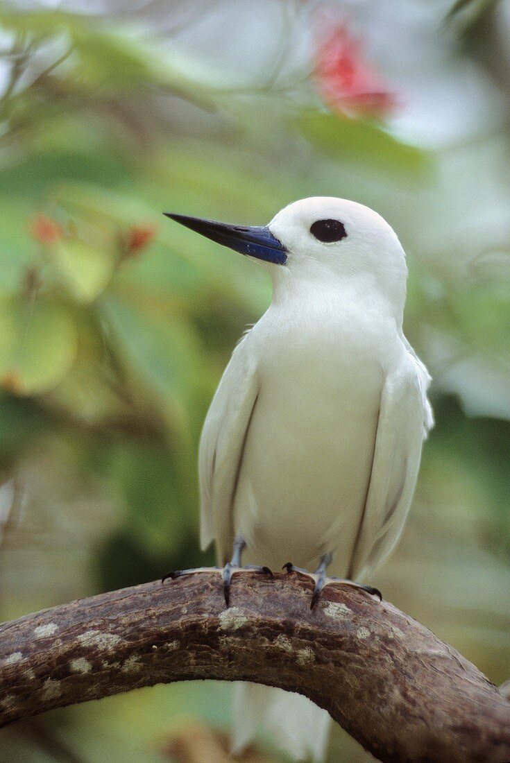 Weißseeschwalbe, Gygis alba, Vogelinsel, Republik Seychellen, Indischer Ozean