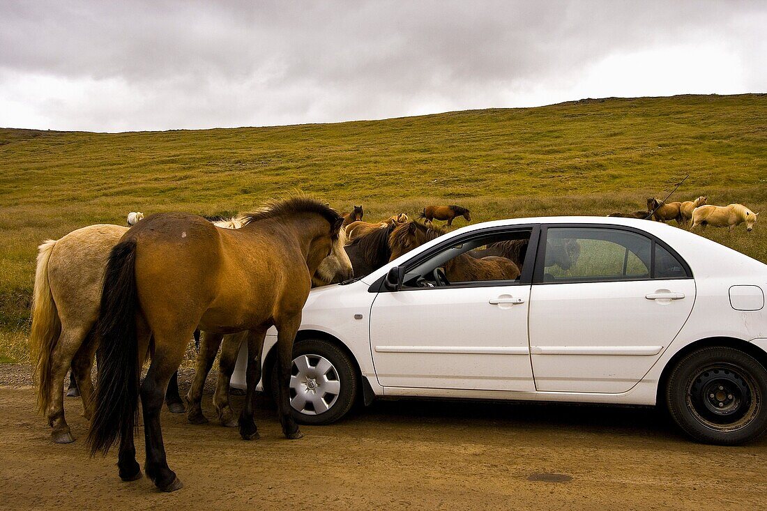 Horse attack car. Iceland.